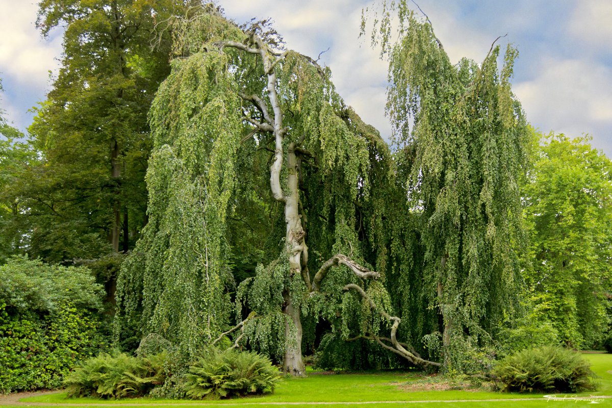 lush weeping willow pictures