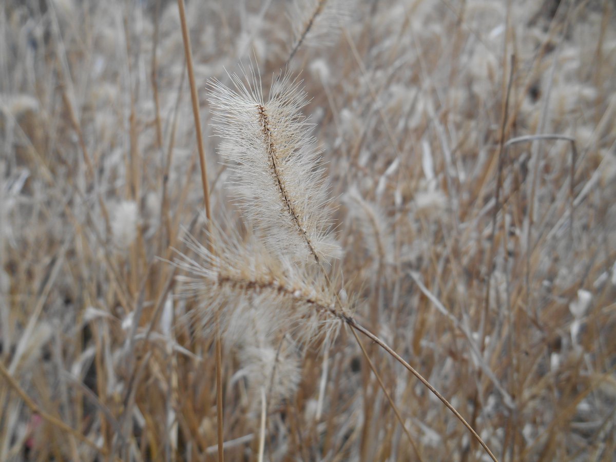 Pictures of tenacious foxtail grass