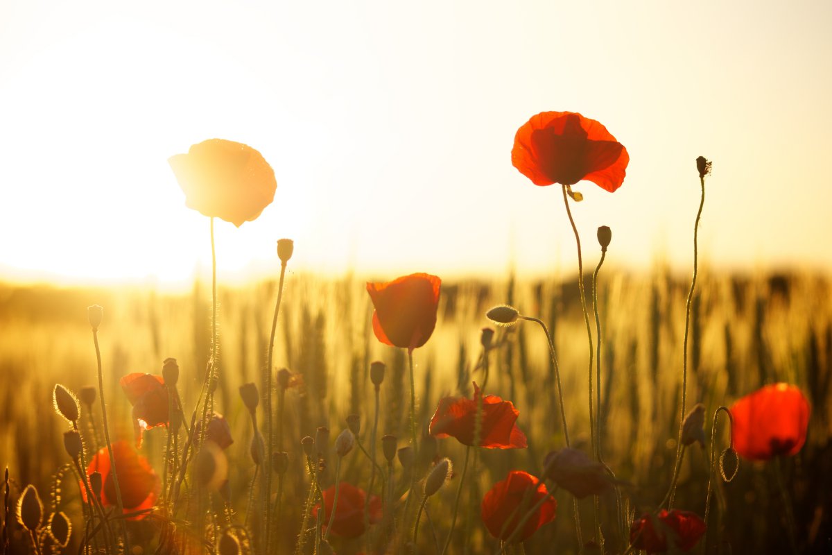 Beautiful pictures of poppy flowers