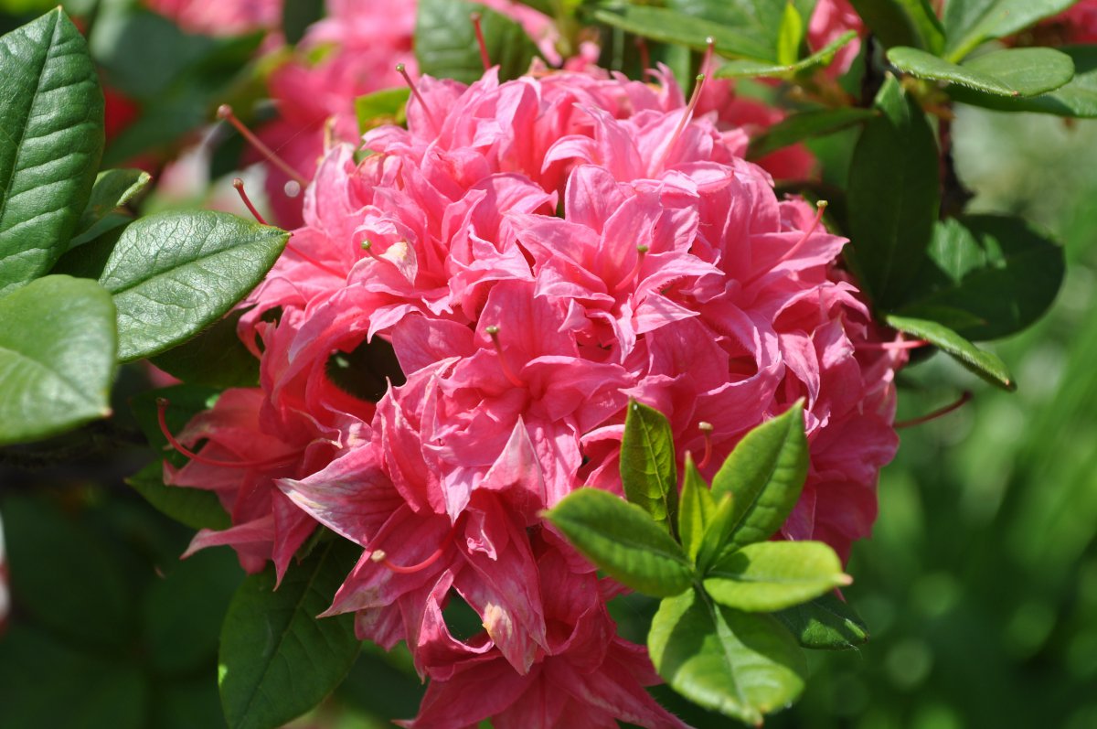 Rhododendron pictures in various colors