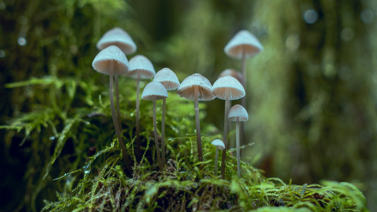 Pictures of wild mushrooms in the forest