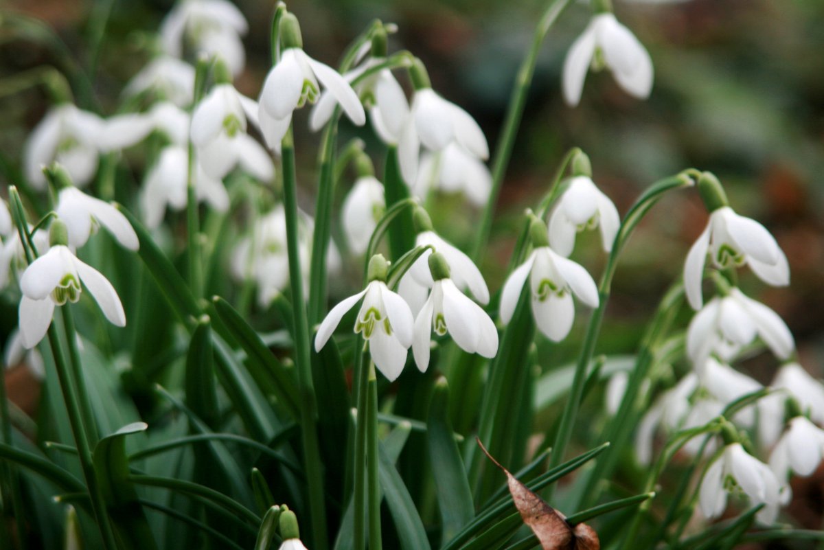 White pure lily of the valley pictures