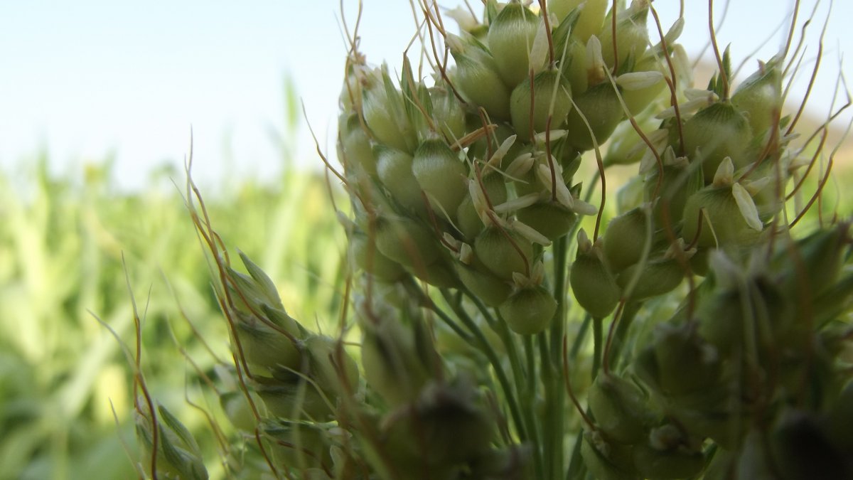 Pictures of mature sorghum