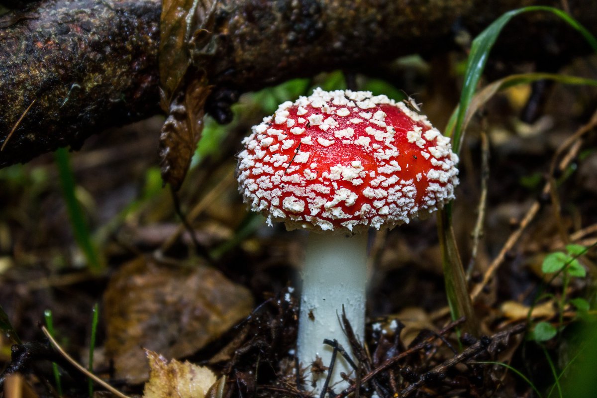 Picture of red Amanita muscaria in the forest