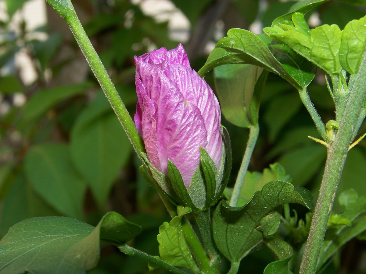 Delicate pink mallow kapok flower pictures