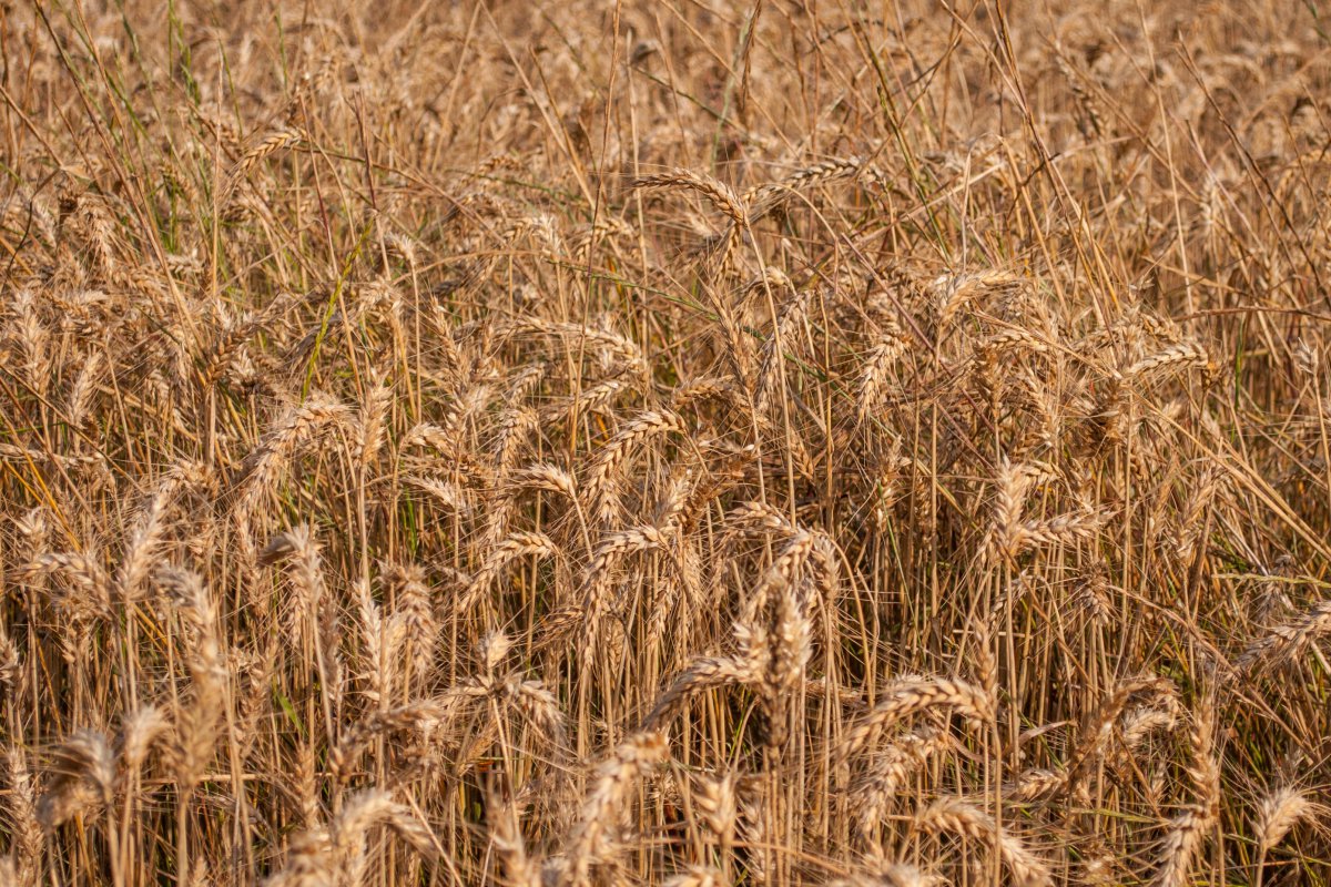 A picture of a golden wheat field
