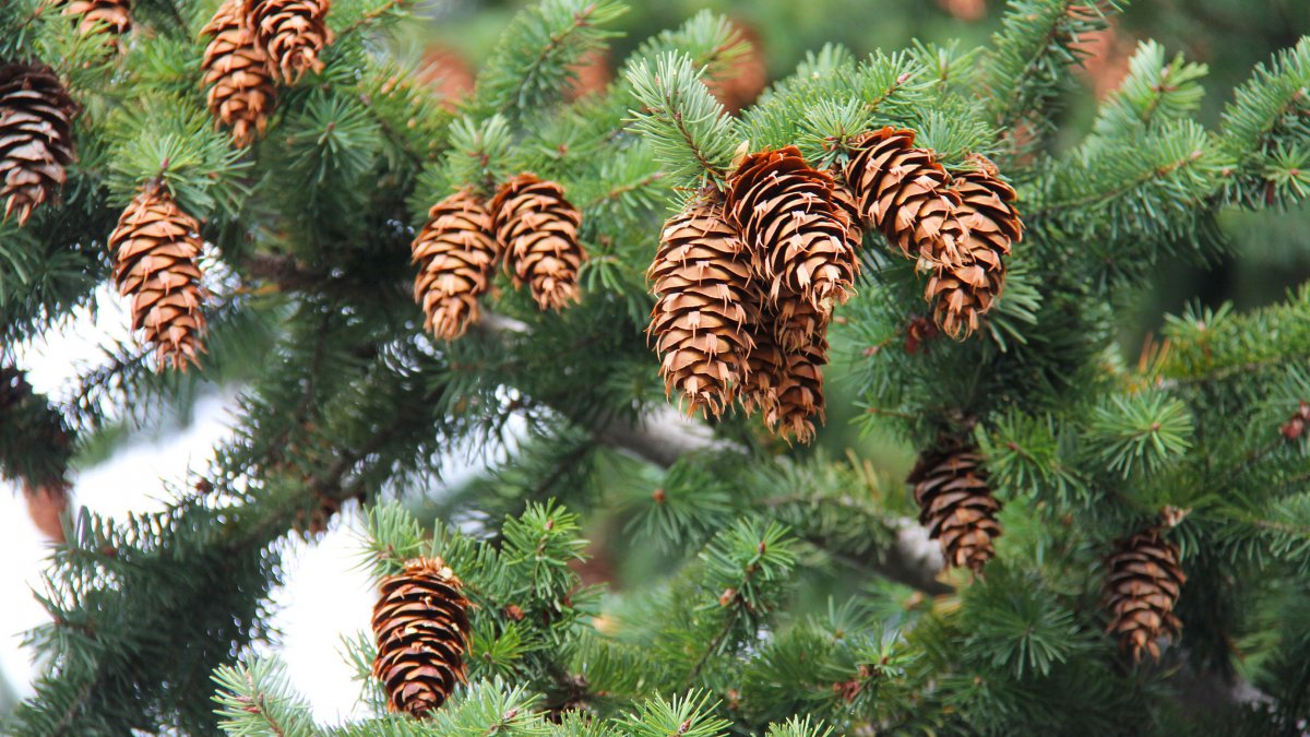 Picture of pine cone on pine tree