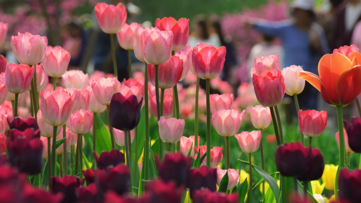 Soft and beautiful tulip pictures