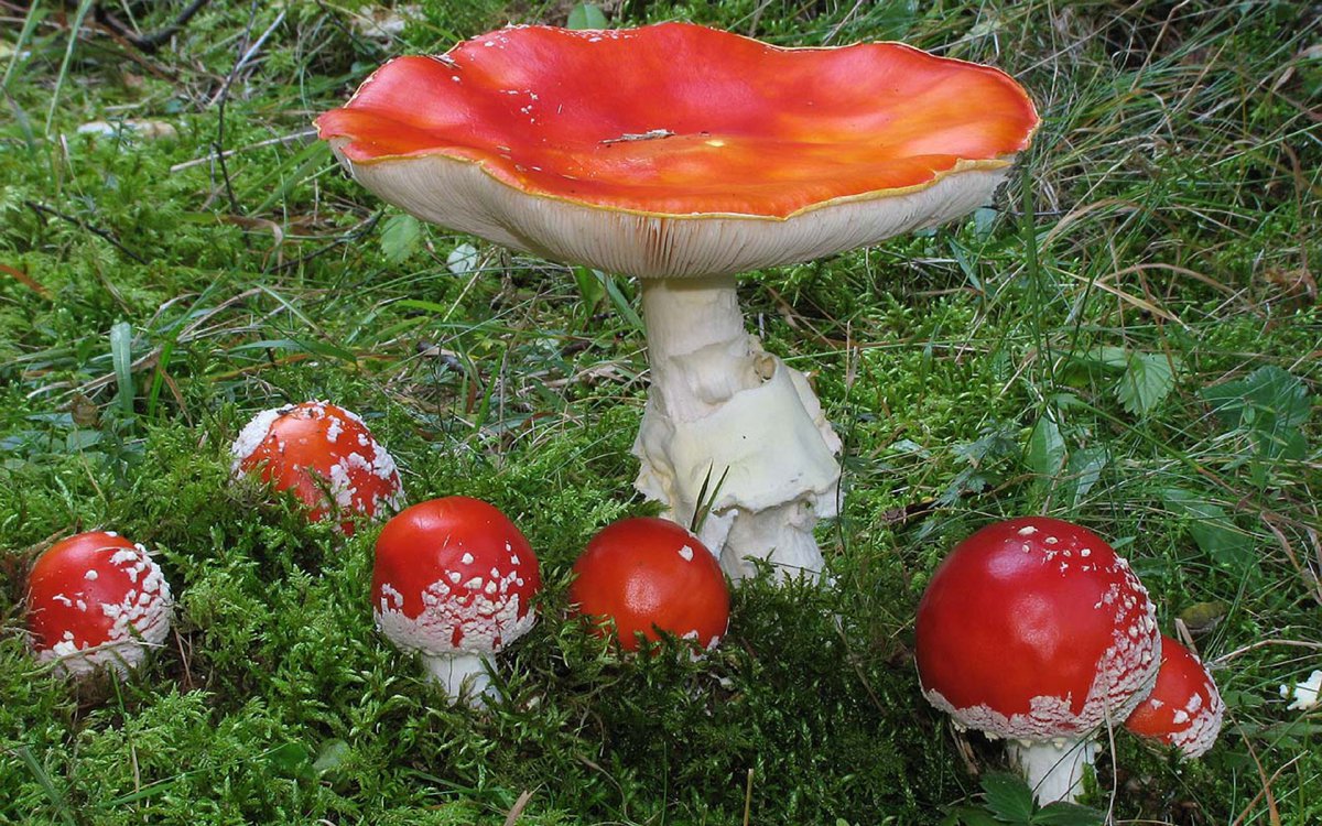 Mushrooms on the grass HD pictures