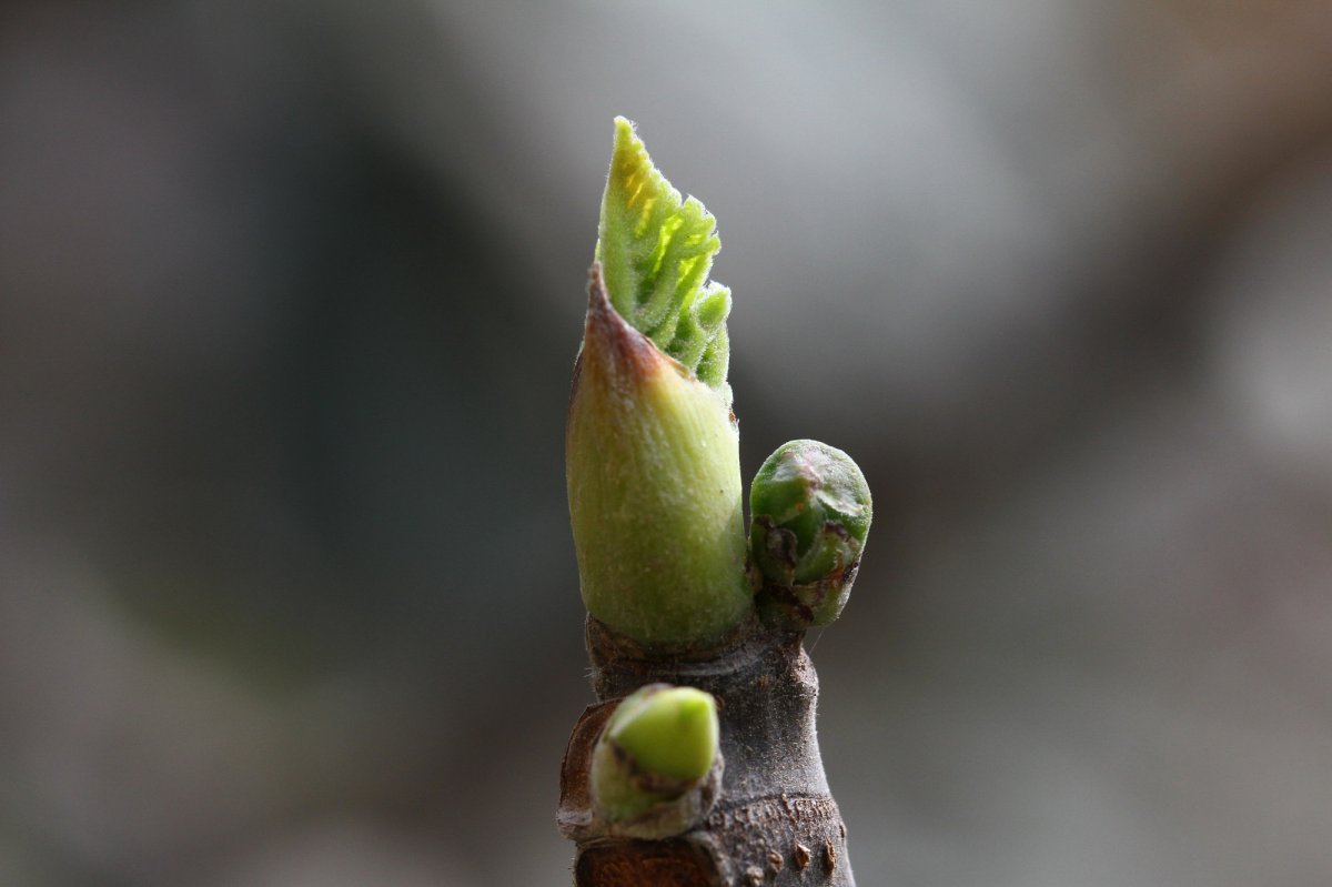 Spring buds HD pictures