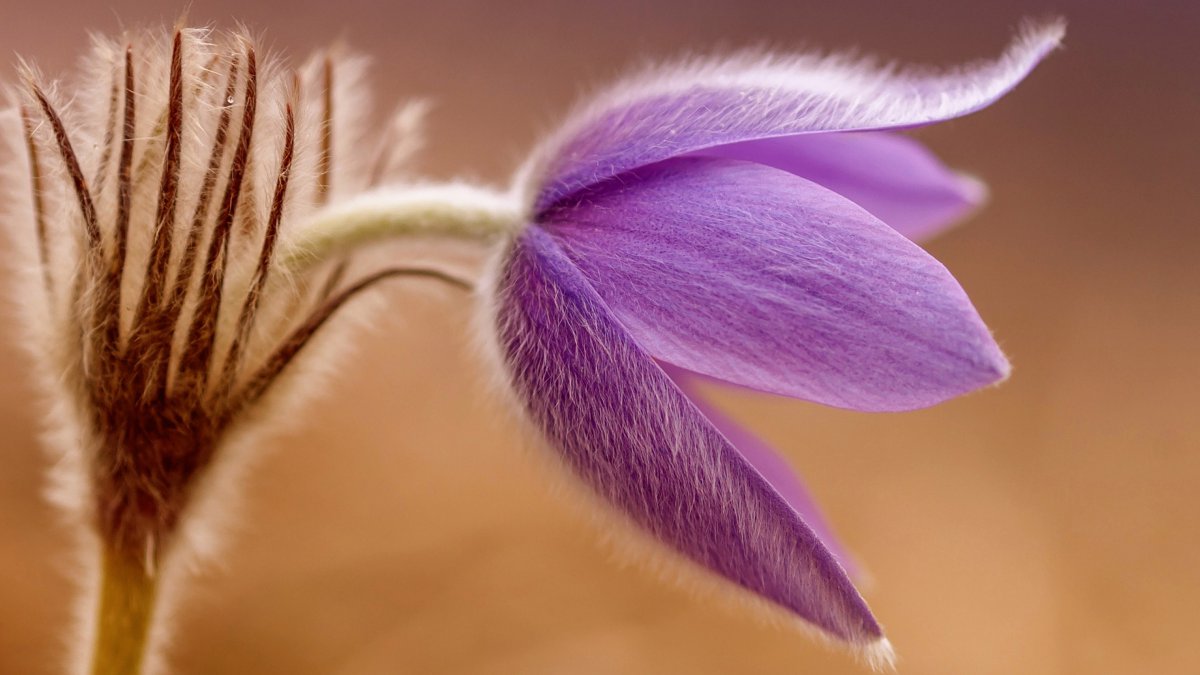 Beautiful Pulsatilla Flower Pictures