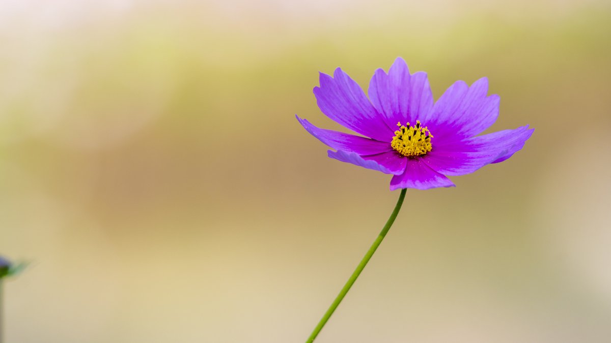 Beautiful and elegant pictures of Gesang flowers