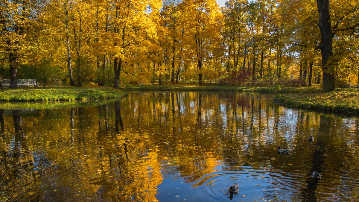 Autumn golden trees landscape pictures