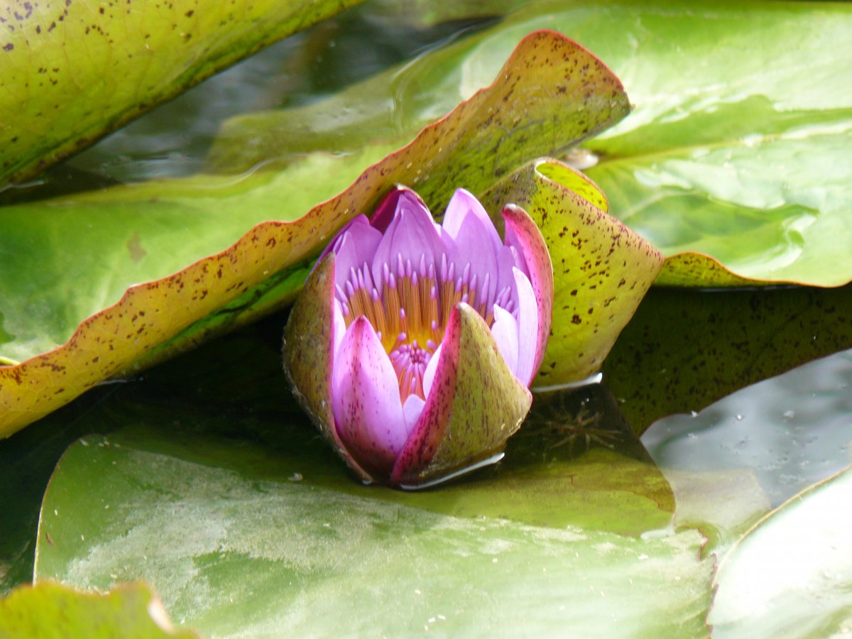 Elegant and temperamental water lily pictures