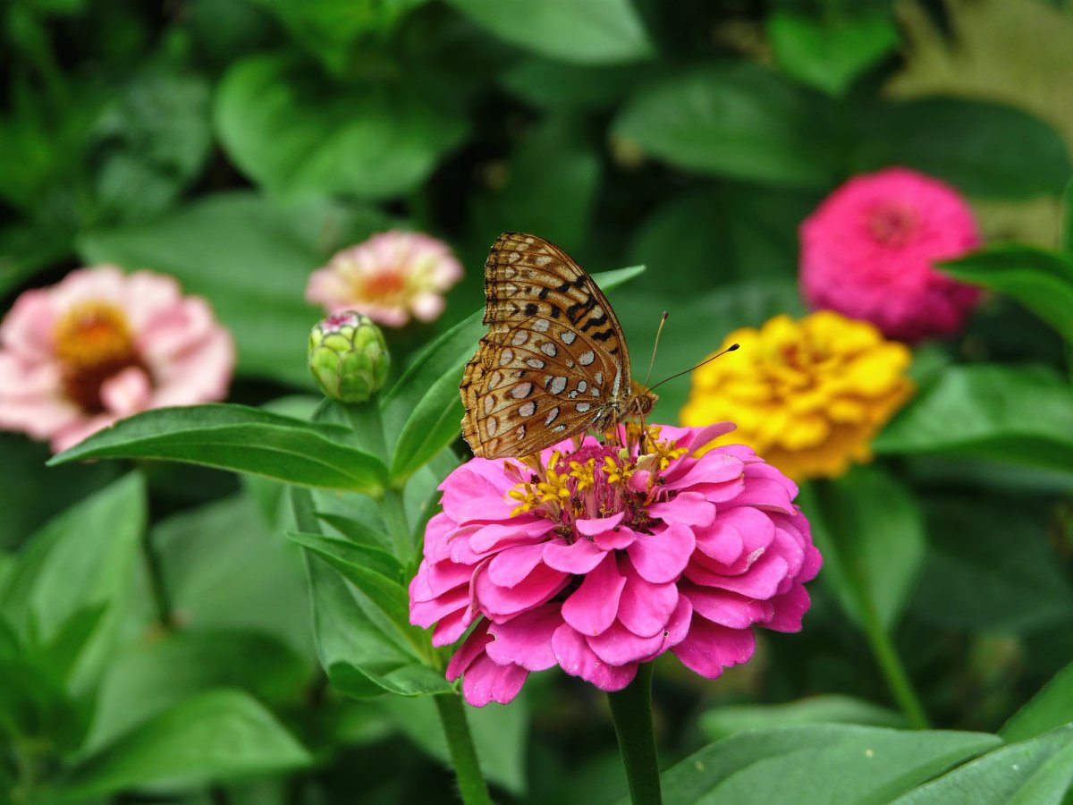 Charming pictures of zinnias in full bloom