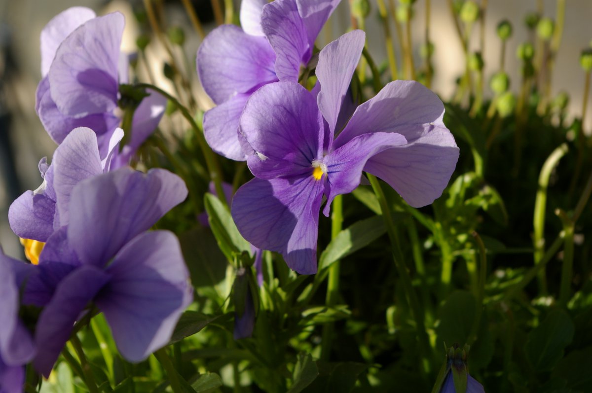 Beautiful and mysterious violet flower pictures