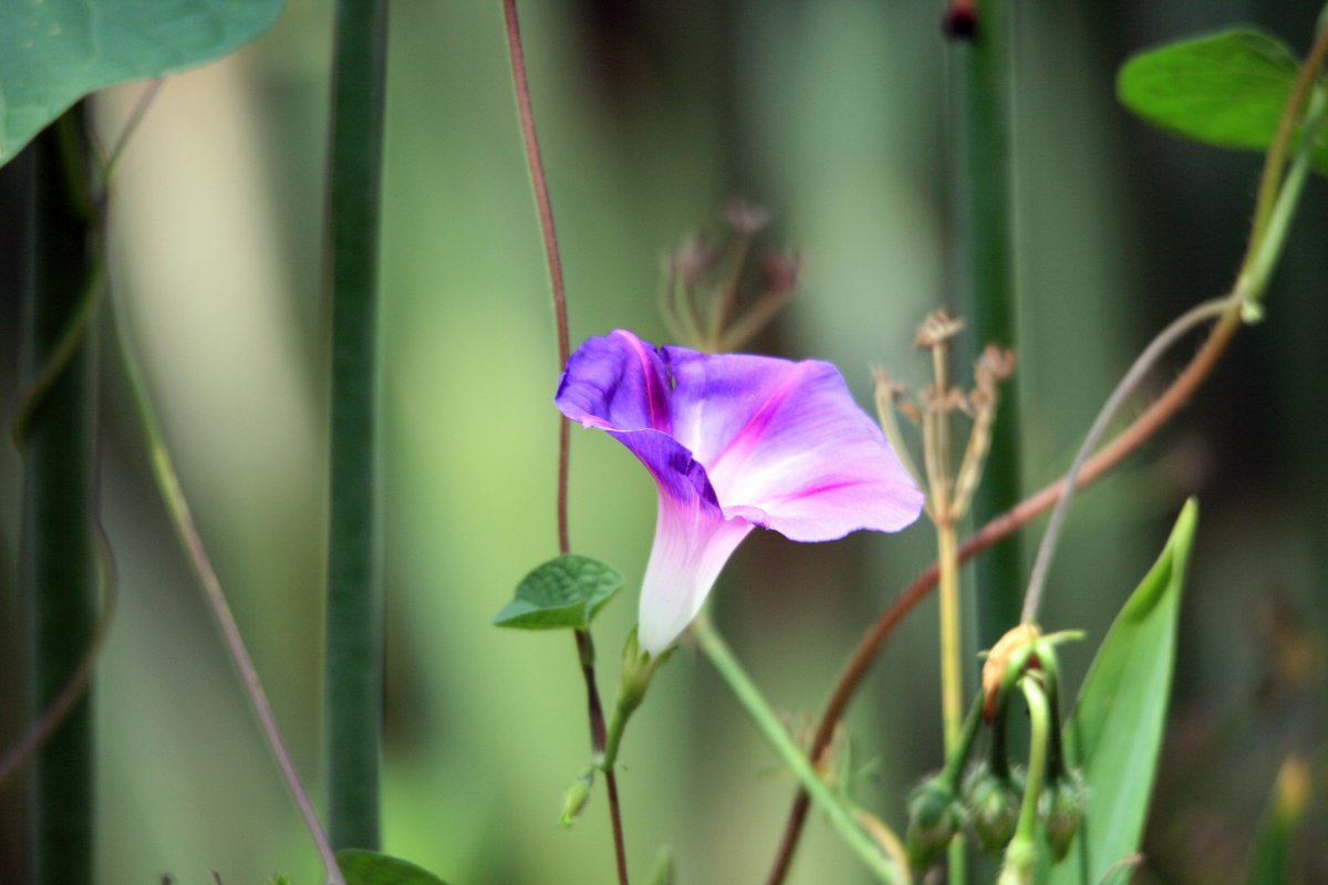 Pictures of tenacious morning glories in various colors