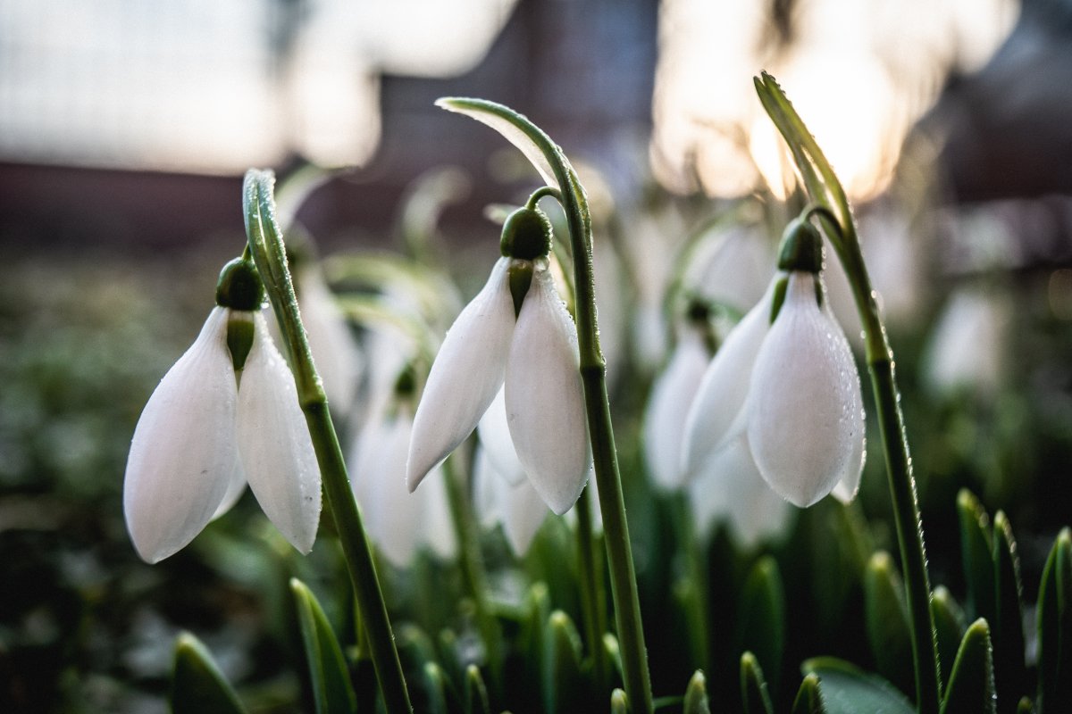 snow drop flower pictures