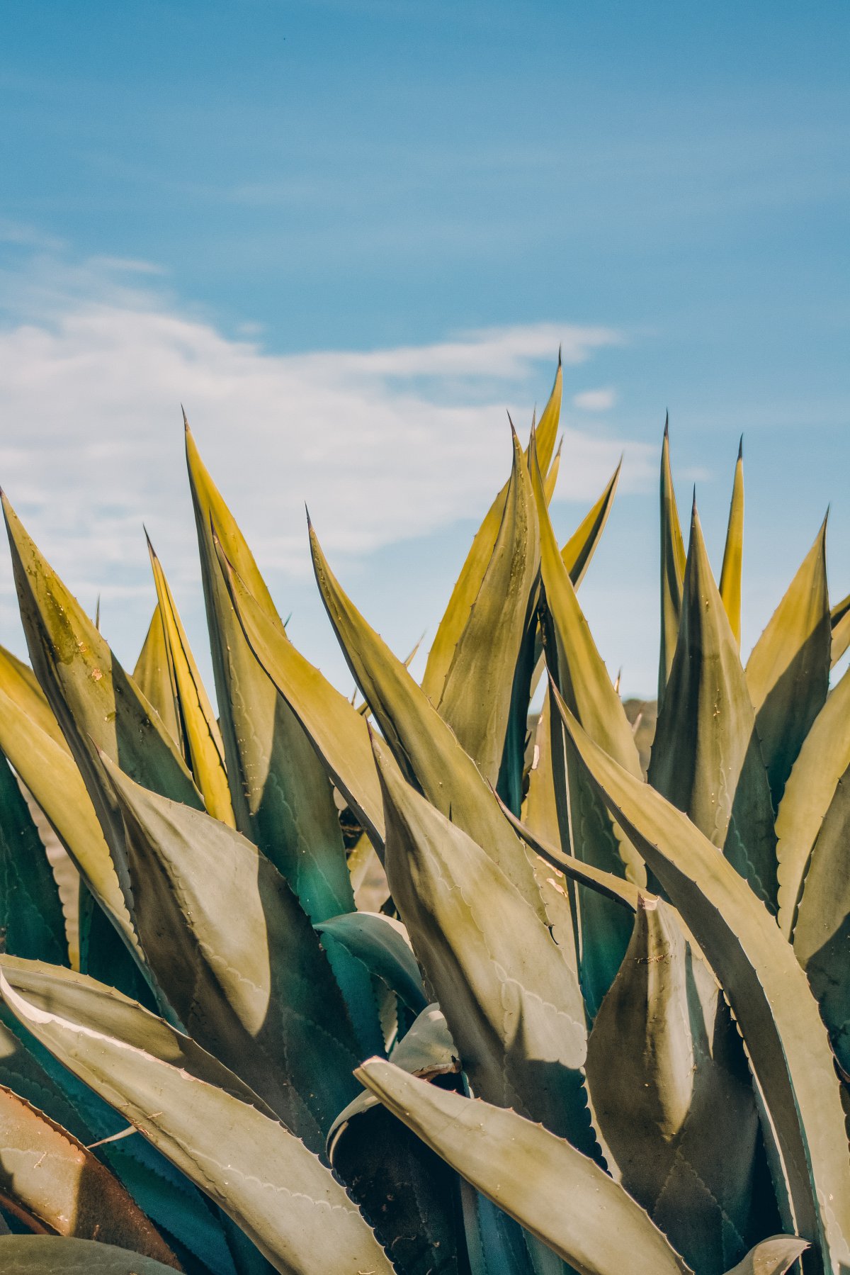 Tequila pictures in the desert