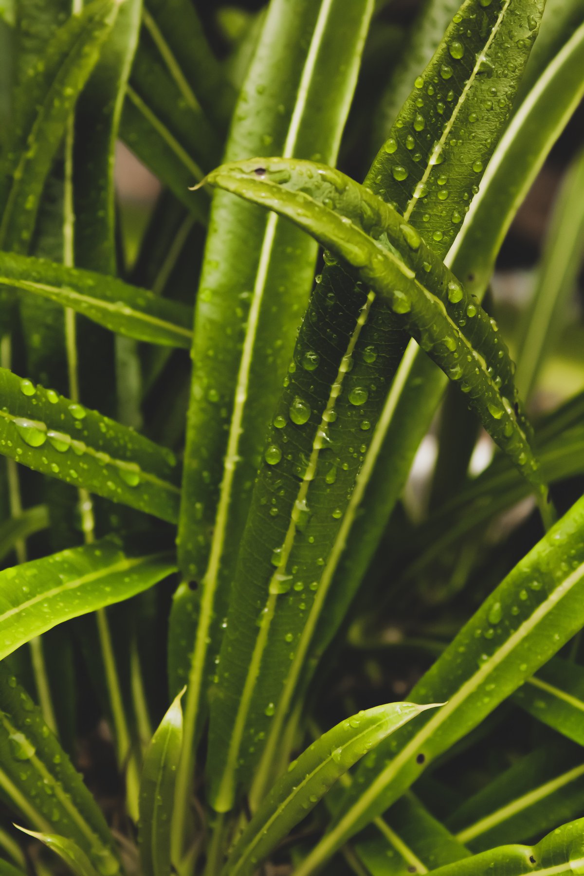 Pictures of green leaves after rain