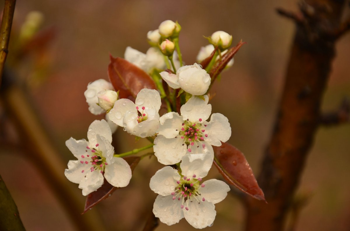 HD pictures of pear blossoms as white as snow