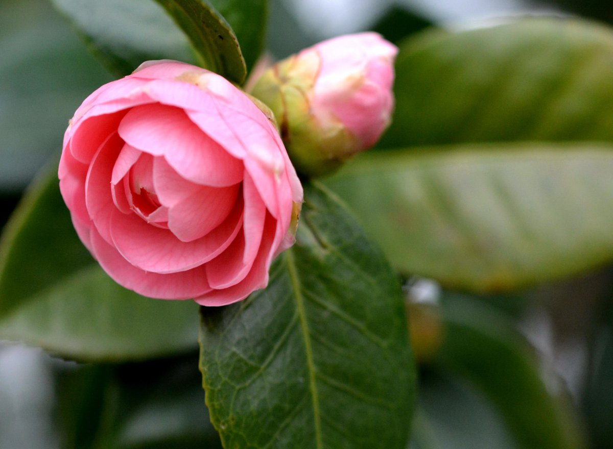 Pink camellia HD pictures