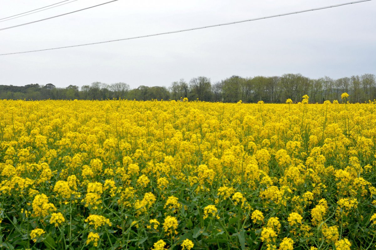 Golden rapeseed flowers HD pictures