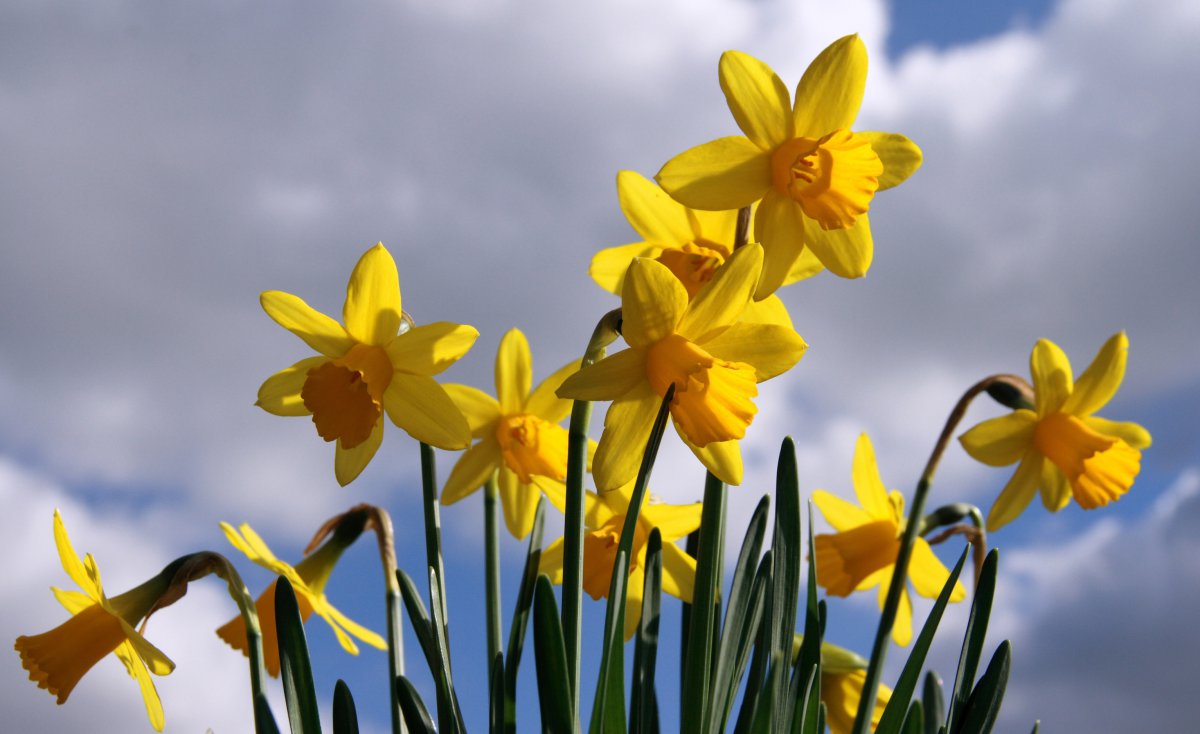 Pictures of elegant and beautiful daffodils