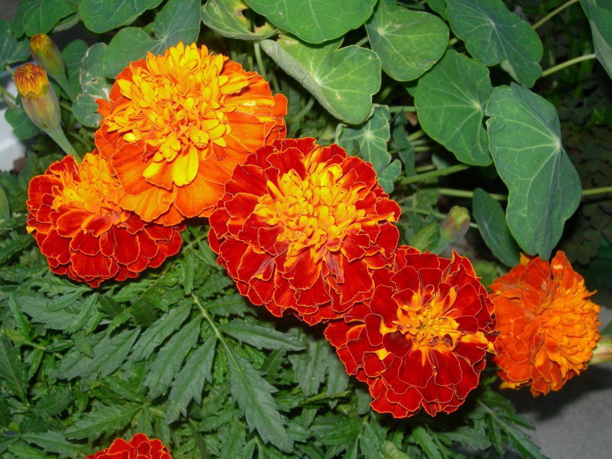 Pictures of elegant marigolds