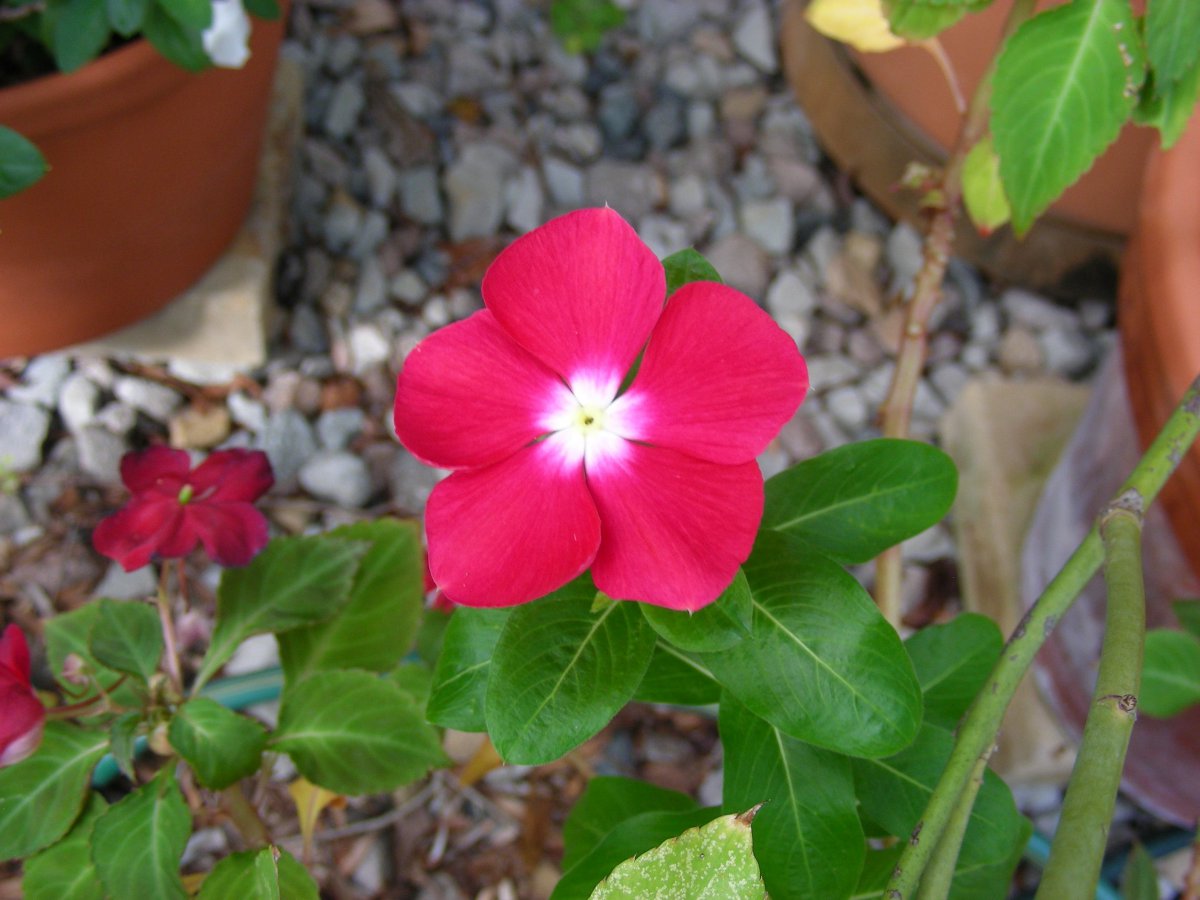 Pictures of periwinkles in various colors