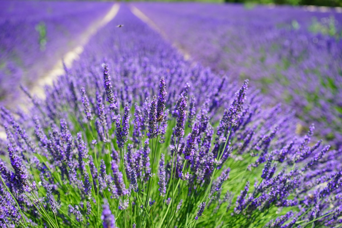 Fresh and elegant purple lavender pictures