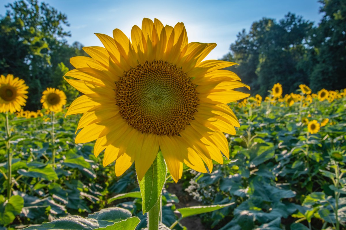 Sunflower close-up picture