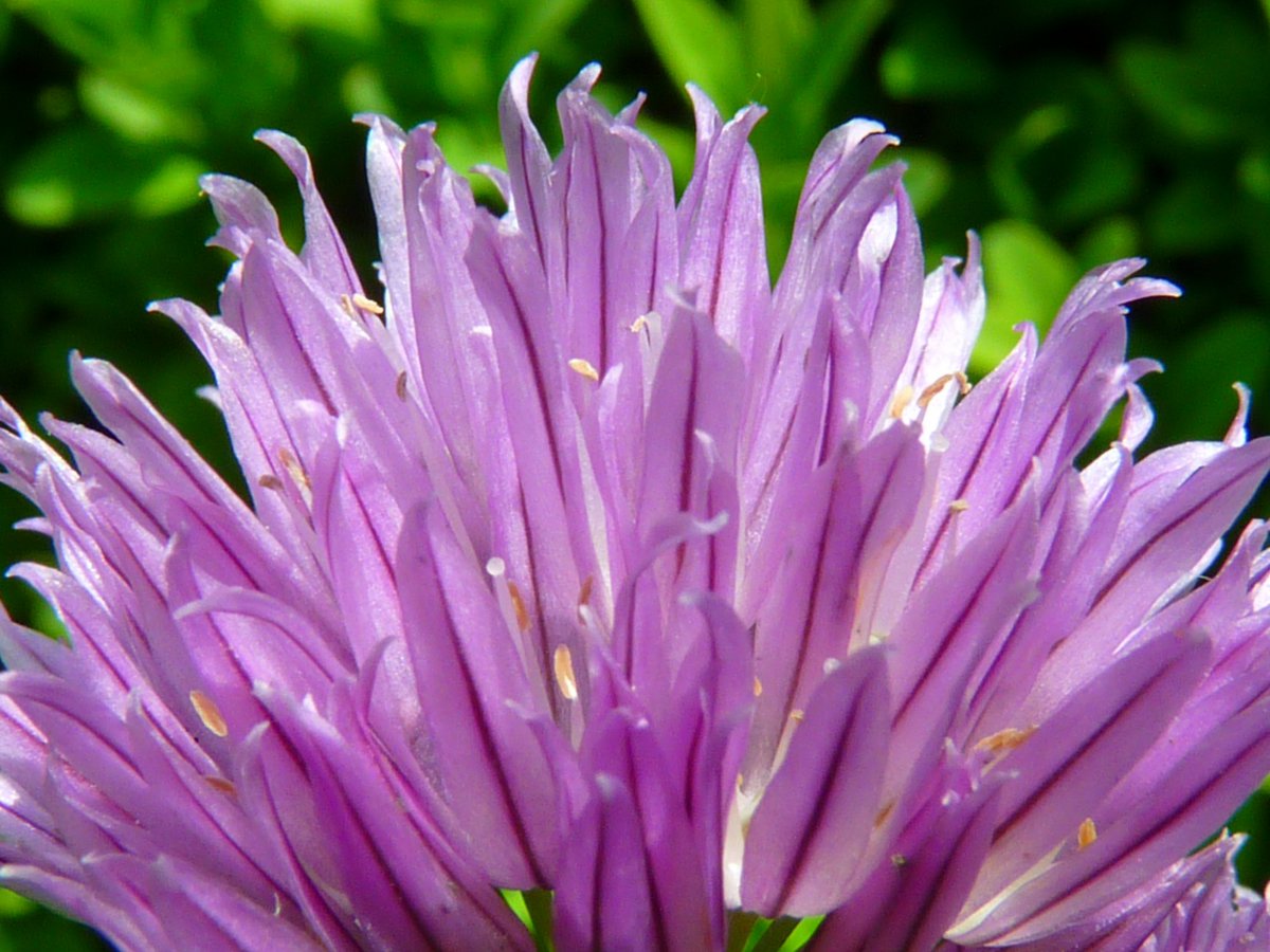 Purple chive flower pictures