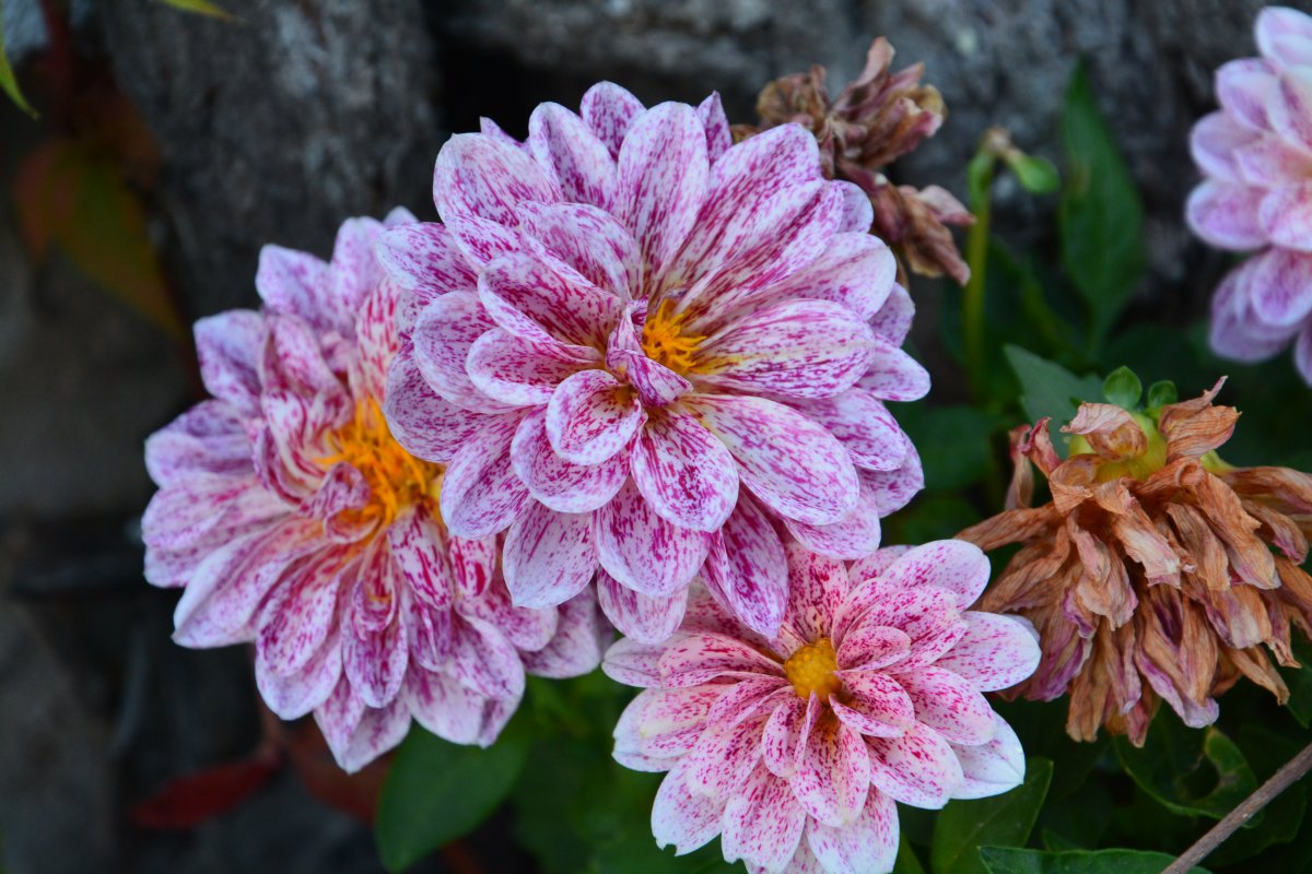 Passionate and unrestrained pictures of dahlias in full bloom