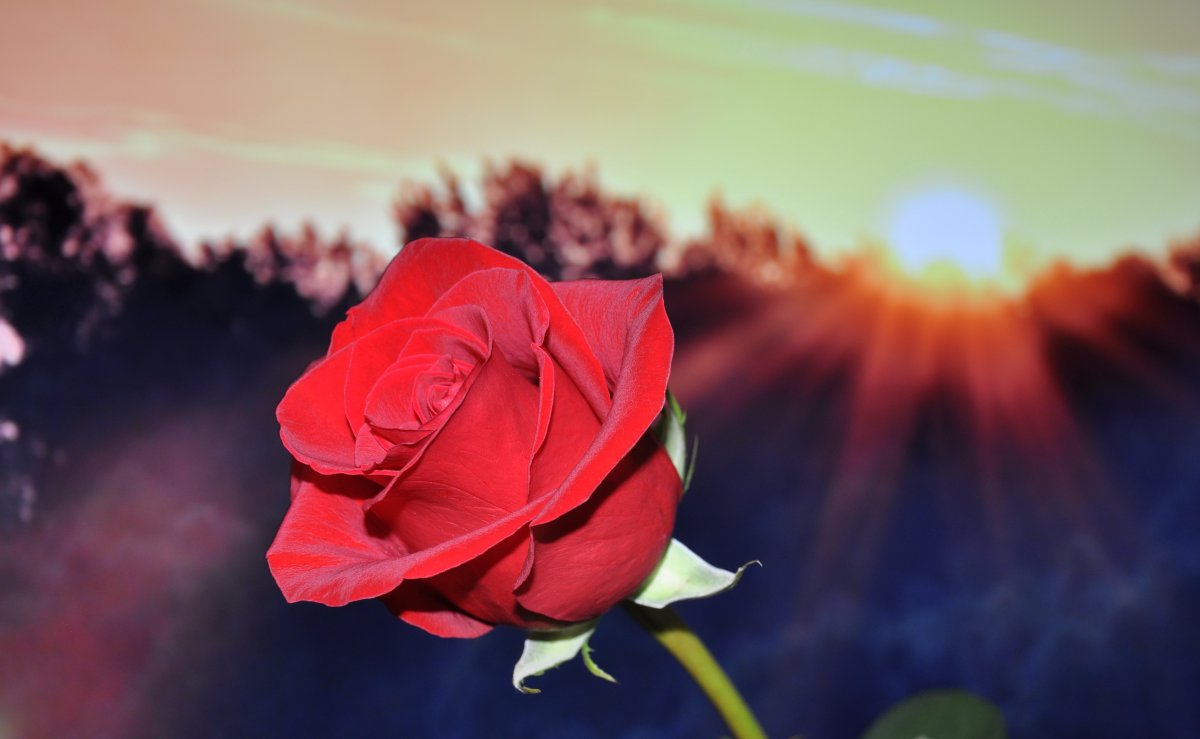 Pictures of red roses expressing passionate love