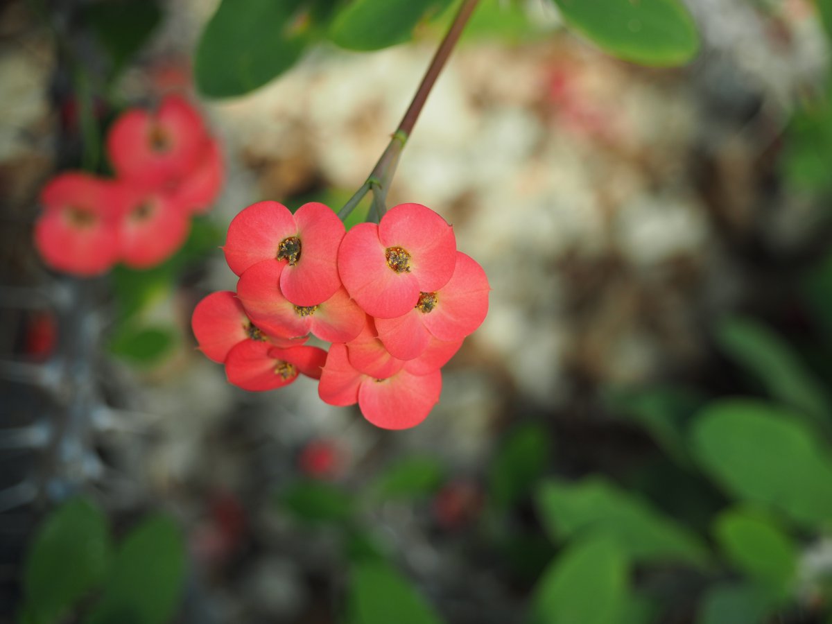 Pictures of colorful begonia flowers