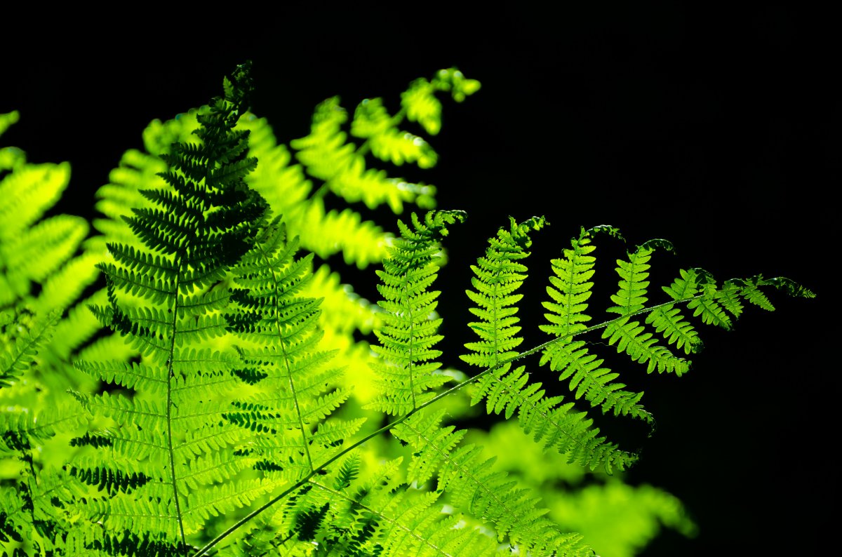 green bracken pictures