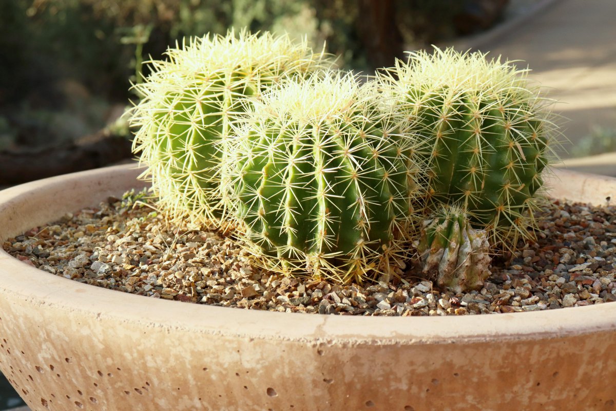 Thorny cactus pictures