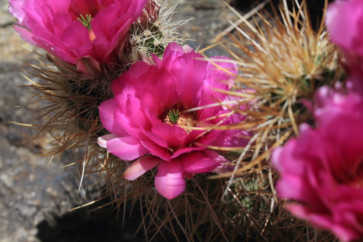 Stunning Cactus Flower Pictures