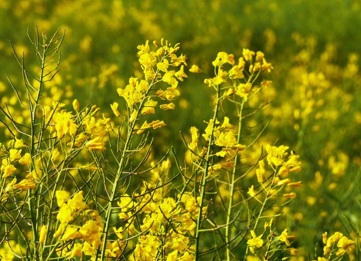 Close-up picture of golden rapeseed flowers