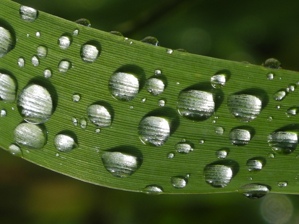 Pictures of crystal clear beads on leaves