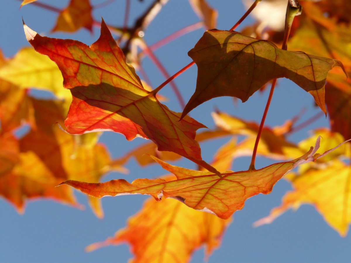 Beautiful pictures of maple leaves in autumn