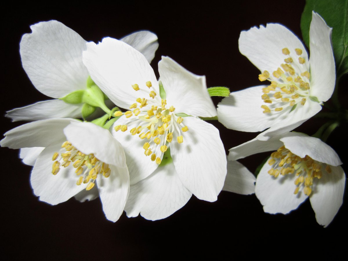 Pictures of elegant jasmine flowers as white as snow