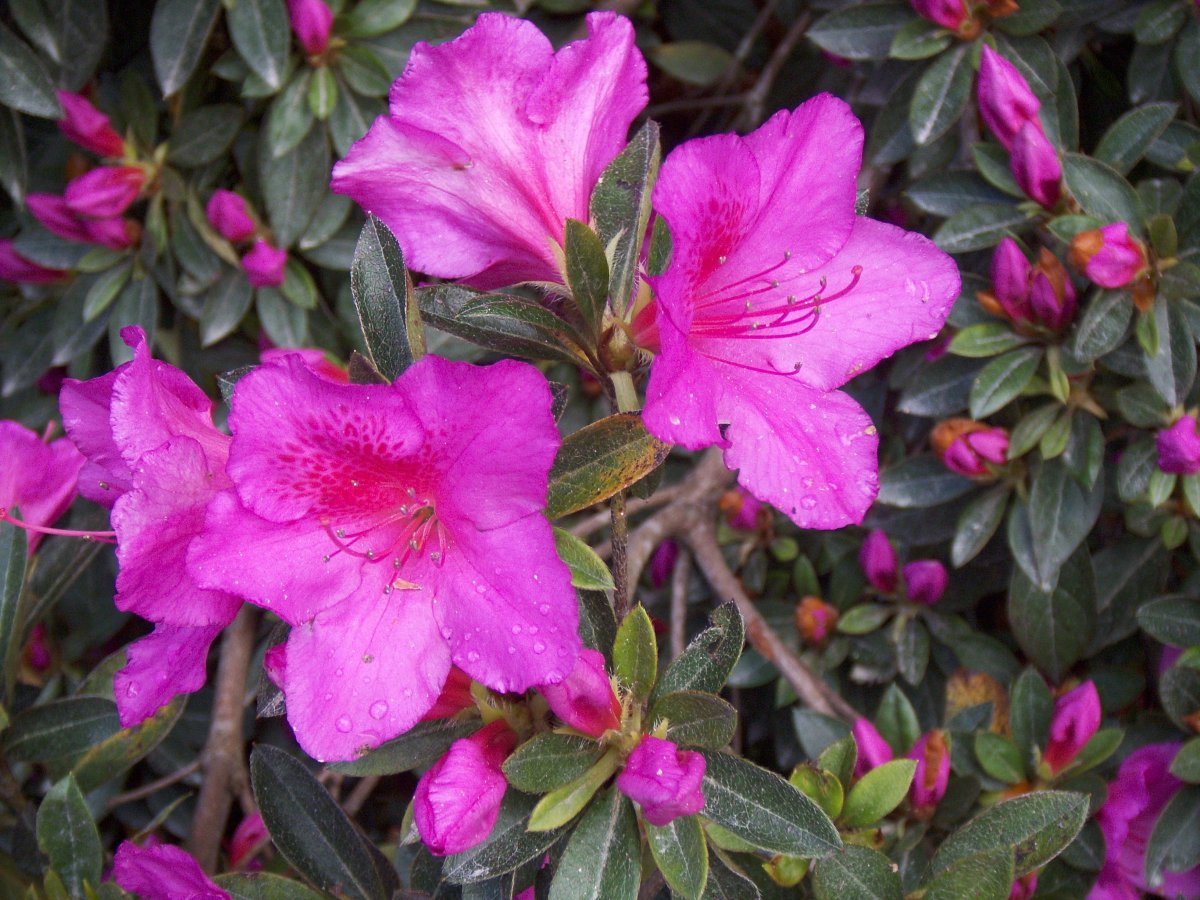 Beautiful pictures of rhododendrons in various colors