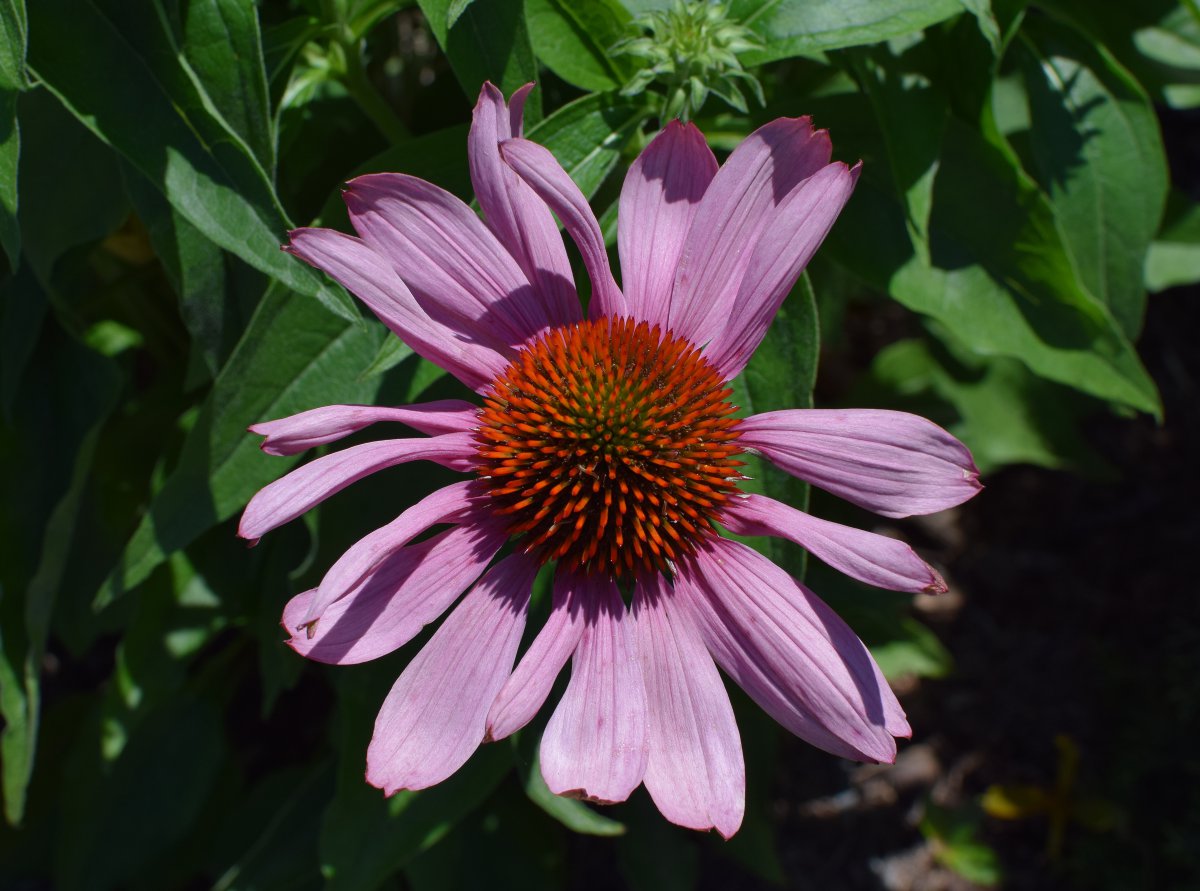 Pictures of echinacea in bloom