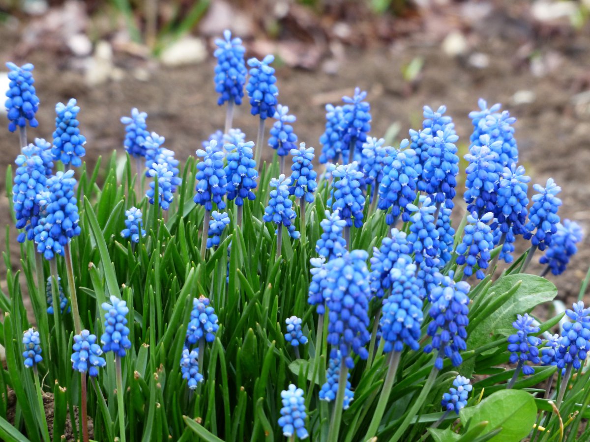 Pictures of budding grape hyacinths