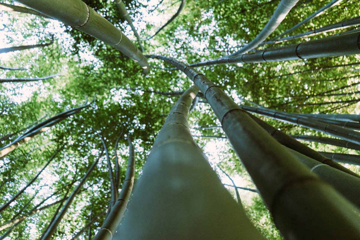 Vibrant green bamboo forest pictures