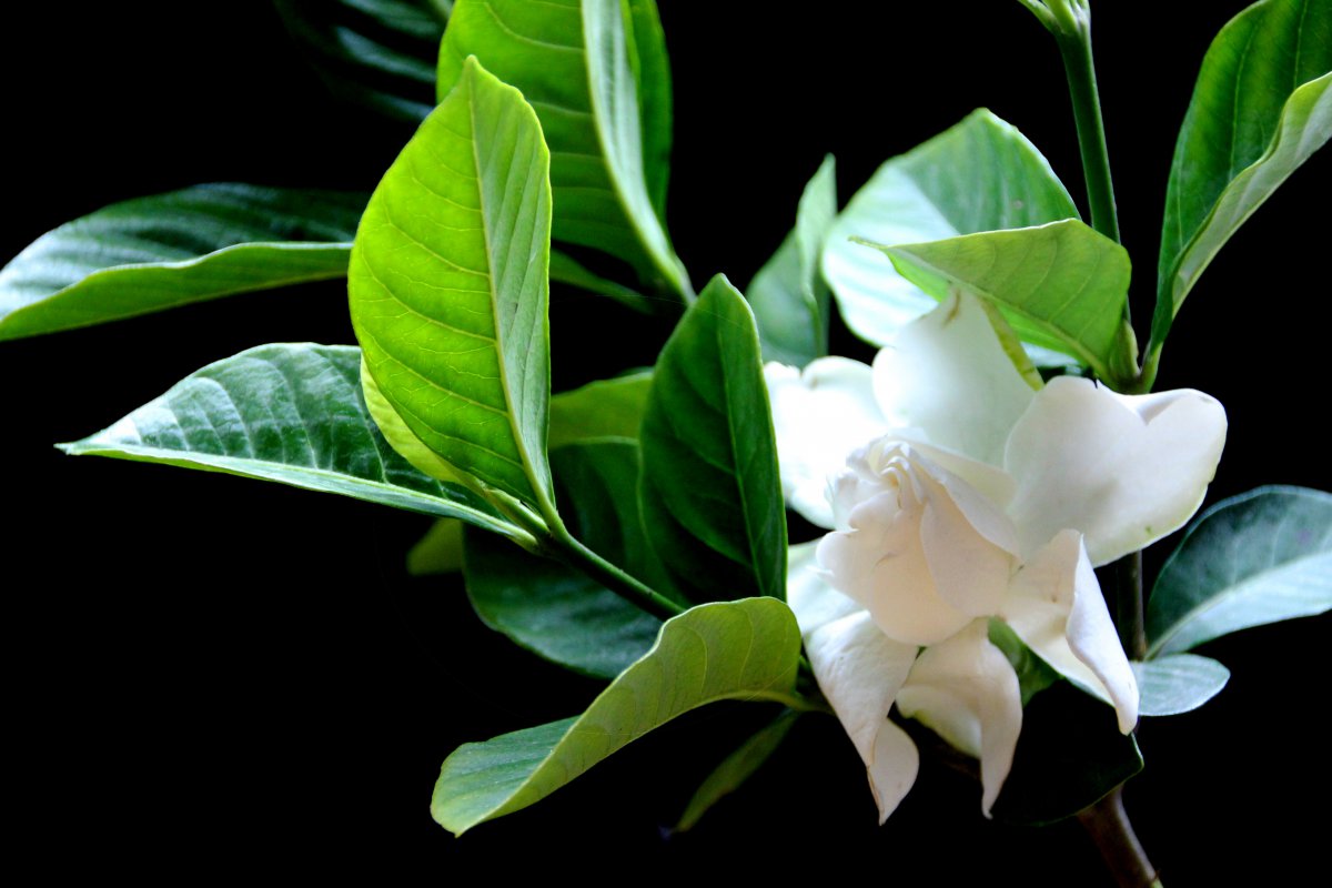 Large picture of gardenia flower