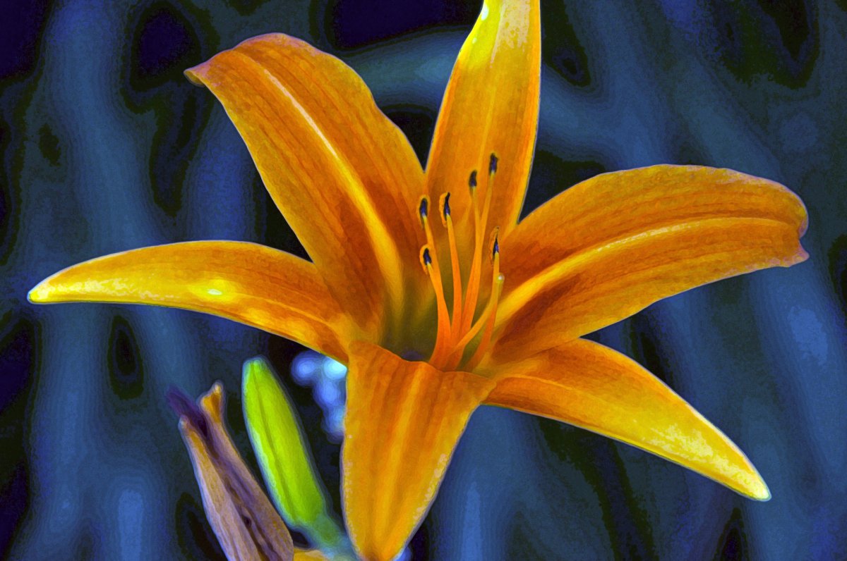 Large picture of yellow lily flower