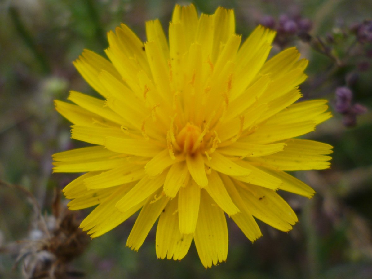 Yellow dandelion flower HD picture